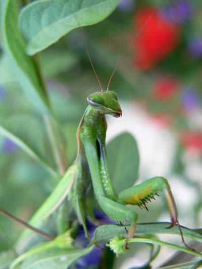 Mante dans mon jardin