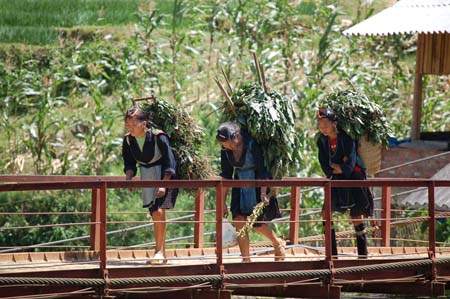 Femmes ramenant l'indigo