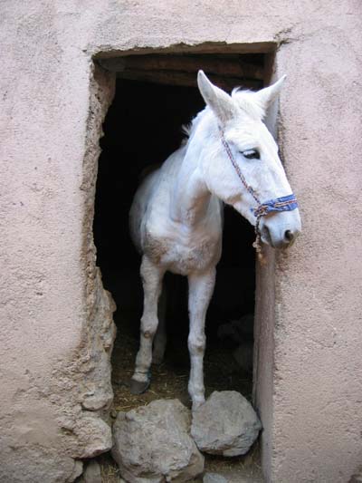 Cheval berb�re