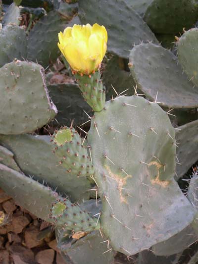 Fleur de la poussi�re 