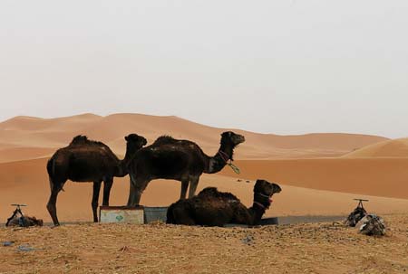 Bivouac