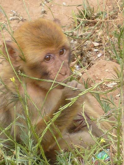 Petit singe
