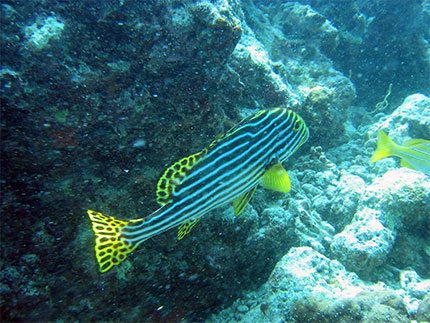 Poisson tr�s original !