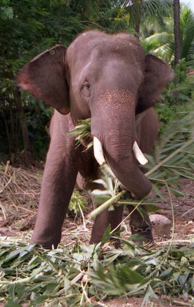 Un amour d'�l�phant