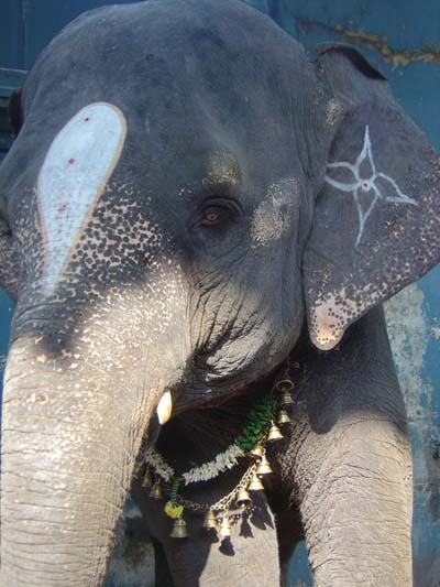 L'�l�phant