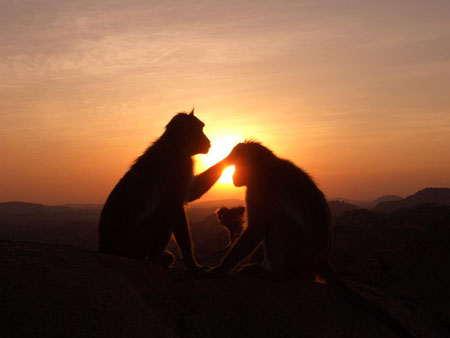 Monkey Sunset 