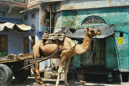Droma � Pushkar
