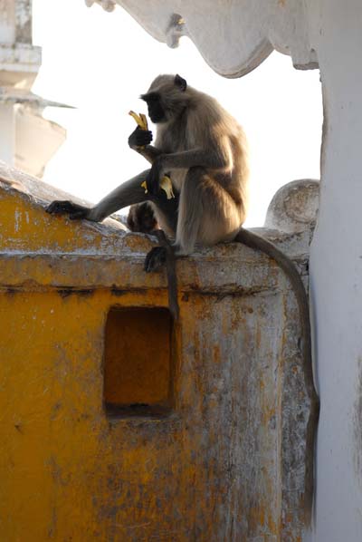 Pause banane