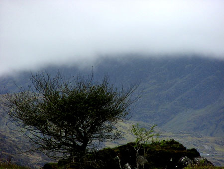 Arbre isol�