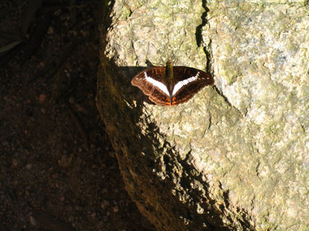 Papillon