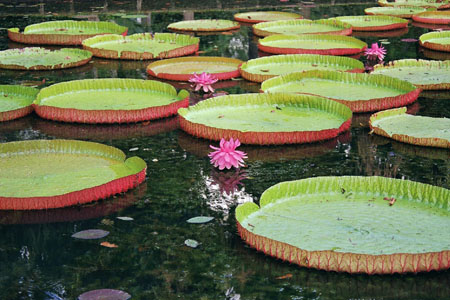 Jardin de pamplemousse