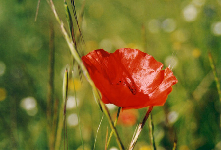 Coquelicot soleil