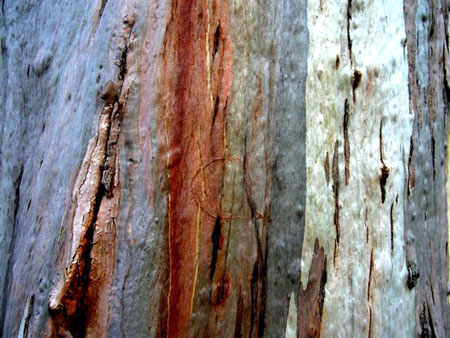 Ecorce d'eucalyptus