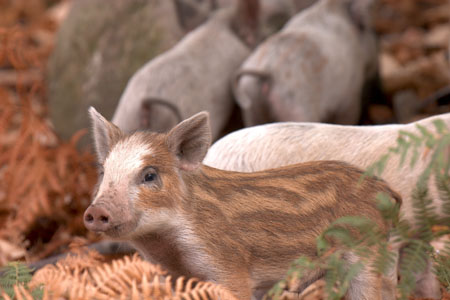 Mi-cochon, mi-sanglier