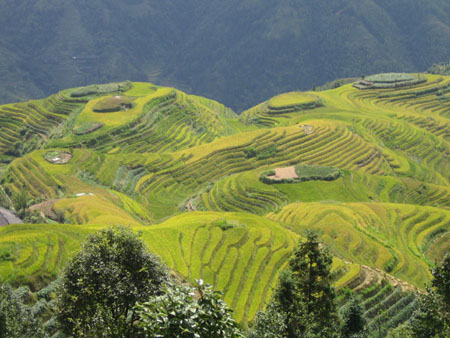 Rizi�res du dos du dragon (Longsheng)