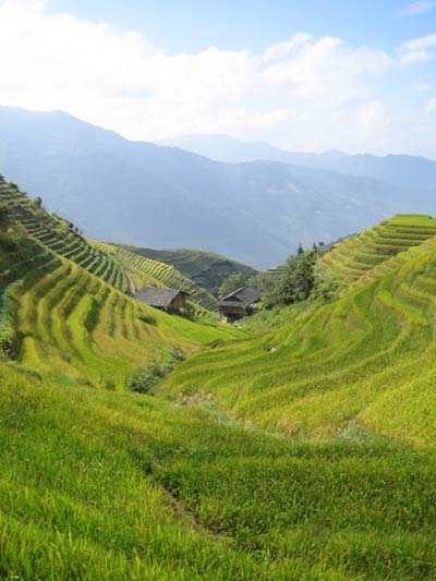 Rizi�re pr�s d'un village Miao