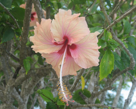 Hibiscus