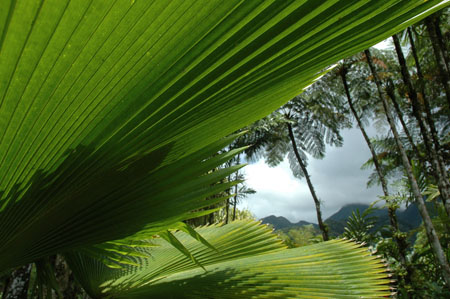 Jardin de balata