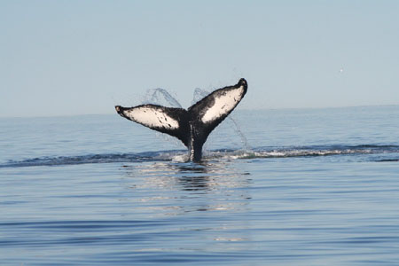 Baleine
