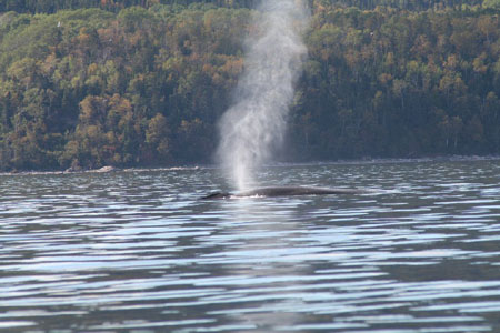 Baleine