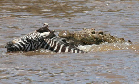 D�jeuner de crocodile