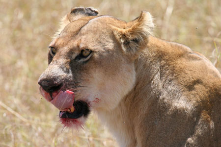 Lionne ayant fini son d�jeuner