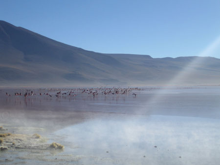 Envol de flamants sur la laguna colorada