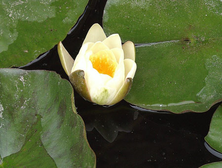 Le n�nuphar de Pubol