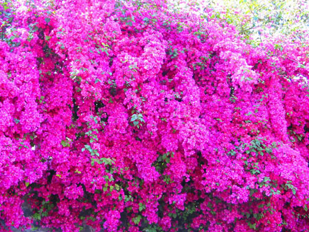 beaut� rose