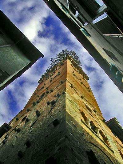 A Tree on the Top