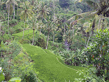 Rizi�res du temple de Gunung Kawi