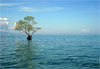 Solitude sur l'�le Bunaken