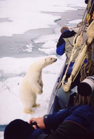 Ours au Bateau