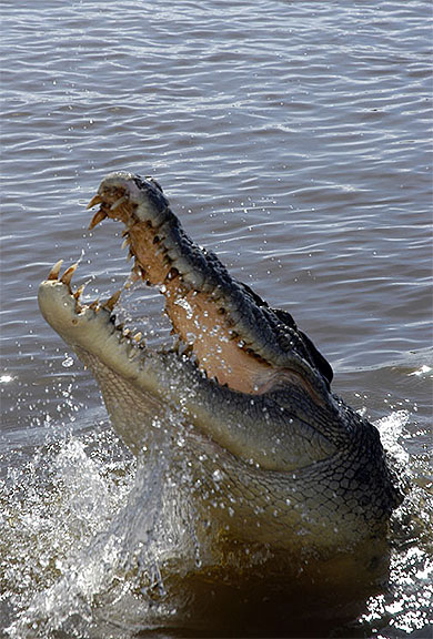 Crocodile d'eau sal� dans l'Adelaide River