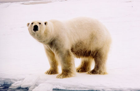 Pas tr�s blanc, ce nounours