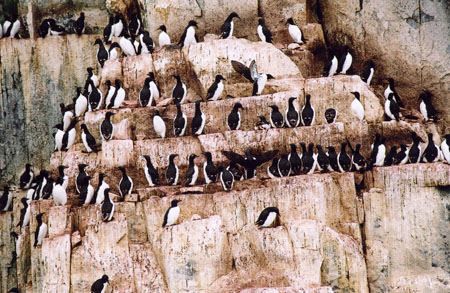 Falaise des guillemots de Brunnich