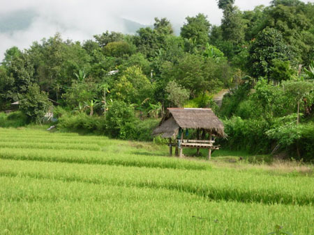 R�gion de Chiang Rai