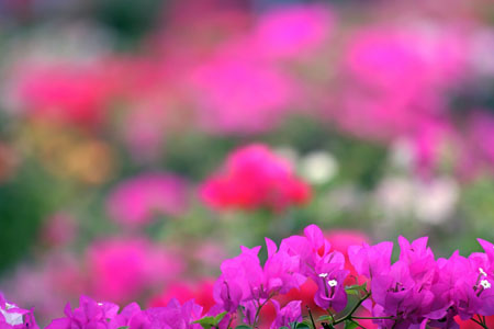 Jardin de Bougainvill�es � Bangkok