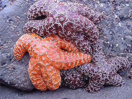 Etoiles de mer