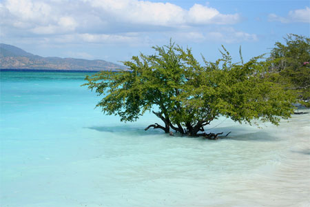 Pal�tuvier dans la mer � Gili Air