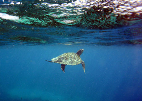 Tortue de mer � Gili Trawangan