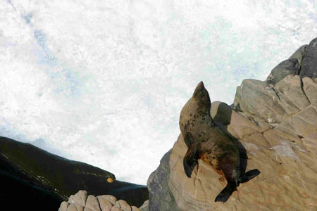 Lion de mer sur Kangaroo island