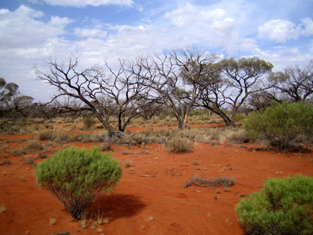 Outback