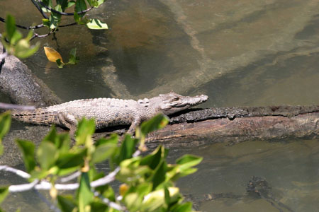 Crocodile dans la mangrove
