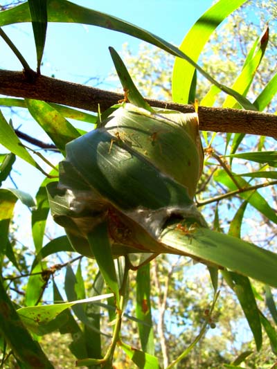 Fourmis � miel