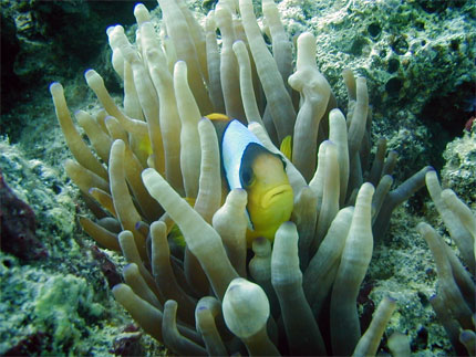 Heureux comme un nemo dans l'eau