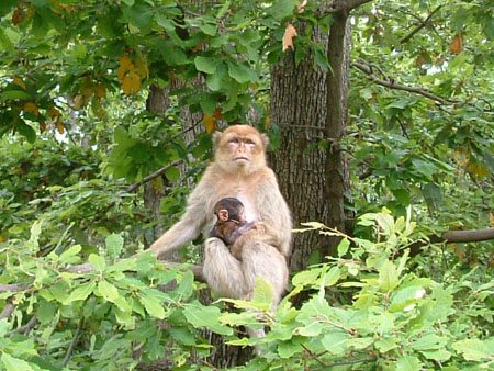 Singes sauvages de Kabylie