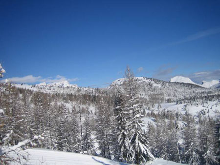 Sapins enneig�s
