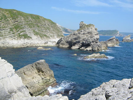 Fossil Forest