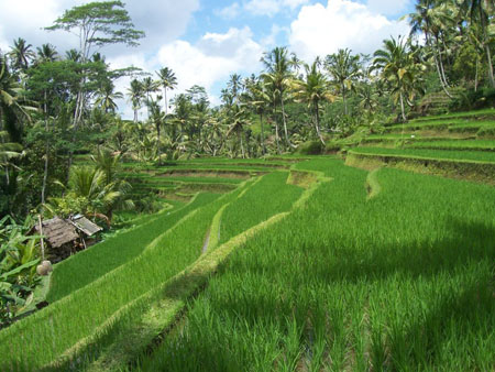 Le riz - terrasse -